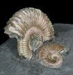 Iridescent Ammonites Mounted In Shale - Cyber Monday Deal! #38170-1